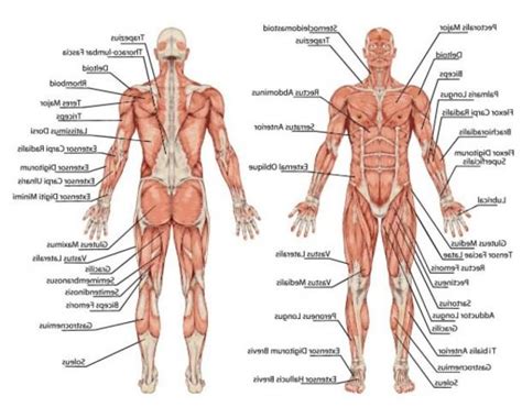 The structure to find will be one of those at the end of an unlabeled line. Anatomical Position Muscles And Human Anatomy Human Body ...