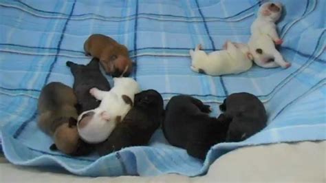 No matter how lovingly your puppy looks at you, let's not kid ourselves by saying, it's just sometimes when we toss her a french fry or a strip of bacon. Newborn French Bulldog Puppies! One week old. - YouTube