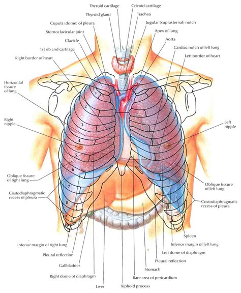 This page is about anatomy of ribs lungs and diaphragm,contains normal anatomy and flow during the complete examination: IMAM Moscow Student Chapter: Our Lungs Anatomy and Physiology