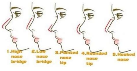 You'll come across many nose types featuring different nasal bone shapes, nasal cavity sizes. http://www.healthtipsportal.com/wp-content/uploads/2015/12 ...