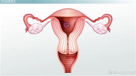 This set is often saved in the same folder as. Female Reproductive System: Functions & Structures ...