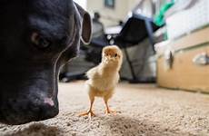 absolutely chicks them met dogs her now other comments backyardchickens