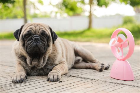 Animal poison control. cornell university college of veterinary medicine: Summer Pet Tips - Urgent Pet Care