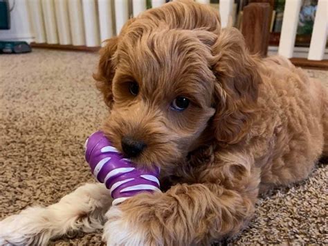 Table of contents goldendoodle and bernedoodle puppy comparison appearance differences between the goldendoodle vs bernedoodle goldendoodle puppies like this one come in a variety of sizes depending on their parents and. Goldendoodle Puppies For Sale In Minnesota Mn Breeders ...