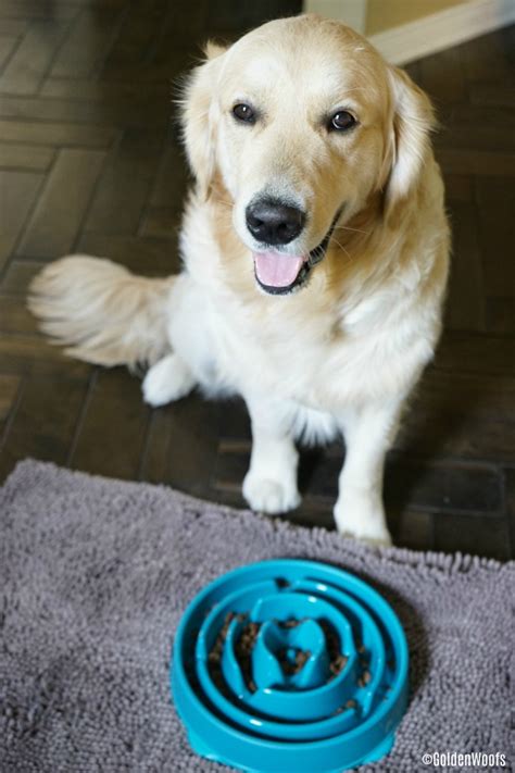 Easy to clean · exercise · nina ottosson puzzle toys Your Dog Needs A Fun Feeder SloBowl #ChewyInfluencer ...