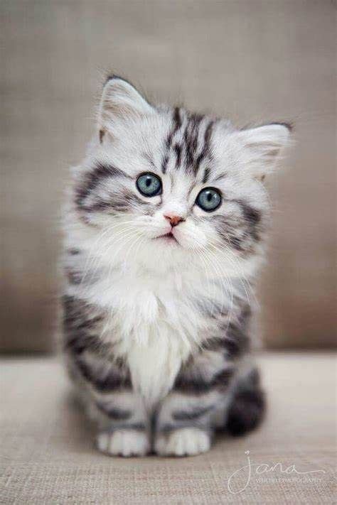 See more similar kittens in my portfolio. Best 25+ White fluffy kittens ideas | Kittens cutest ...