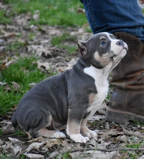 Rkci certified american bully puppy available. American Bully Puppies For Sale | Richmond, KY #285534