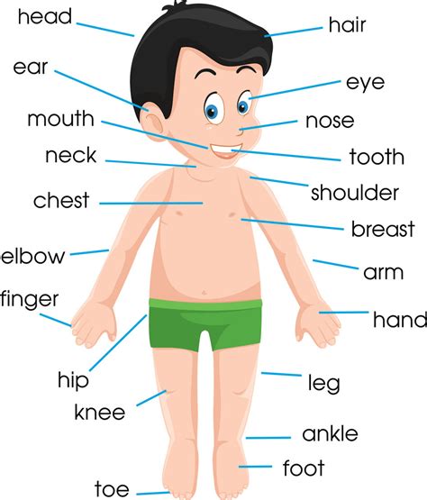 तामिल और इंग्लिश में शरीर के अंगों का नाम, name of body parts in tamil to english & hindi language with images / pictures. Names Of Parts Of The Arm / Human Body Parts Including ...