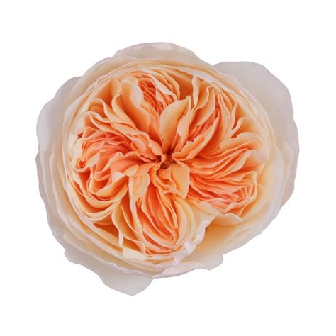 Click to see our best video content. Juliet Garden Rose | Flower care, Peach roses, Wholesale ...