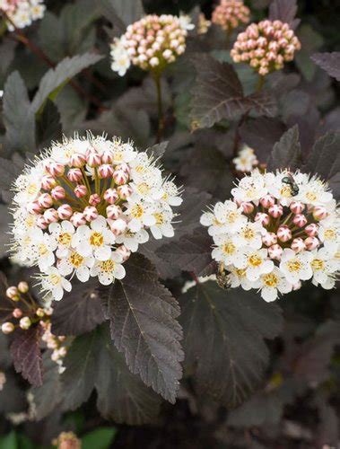 Coppertina ninebark has coppery leaves. Physocarpus opulifolius 'Monlo' | Monlo Ninebark | plant lust