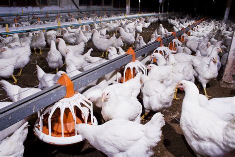 The charoen pokphand malaysia was incorporated in 1974 primarily in the poultry integration industry and it's now one of the market leaders of the sector. Farms - Charoen Pokphand Malaysia