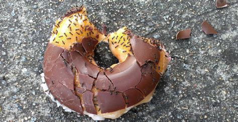 Mencari tips petua halau semut? Hampas Kopi Jangan Dibuang.Petua Halau Semut! - Pink Apple ...