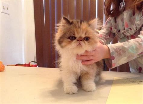 Kittens for adoption near me. Persian Kittens For Sale for Sale in Norton, Massachusetts ...