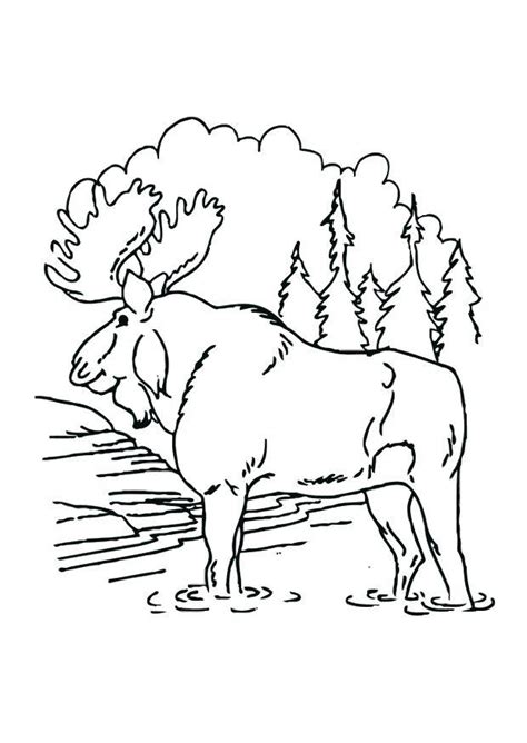 Moose have been a subject of fascination for children and adults alike. Coloring Page moose - free printable coloring pages - Img ...