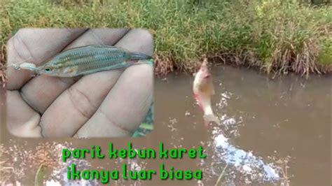 IKAN KEBUN KARET.!!! - YouTube