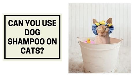 However, the truth is that it actually does work! 36 Top Photos Can You Use Dog Shampoo On Cats - Can I ...