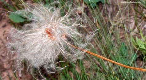 Maybe you would like to learn more about one of these? Clematis hirsutissima | Hairy clematis | Medicinal Uses ...
