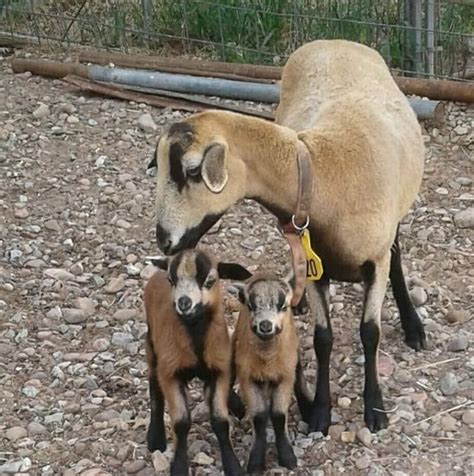 Открыть страницу «american blackbelly sheep» на facebook. 'Cutie' is enjoying this beautiful day... - Alara's Little ...