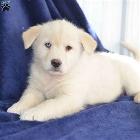 While some think the unusual color comes from outside the breed, these dogs are verified by the akc as 100 percent. Abby - Goberian Puppy For Sale in Ohio | Labrador ...