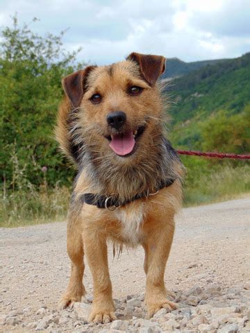 Maybe you would like to learn more about one of these? Igor : chien teckel croisé jack russel à adopter dans la ...