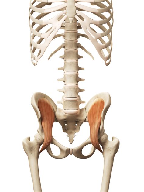 Are you suffering low back pain after deadlifting? Tight Hip Flexors-The Source of Your Back or Hip Pain?