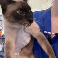 We are pretty sure that he. Galveston, Texas - Siamese. Meet Lilac, a for adoption ...