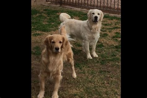 Raised in the heart of wisconsin! Sandy Marin Has Golden Retriever Puppies For Sale In ...