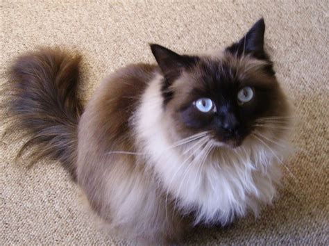 Purrfect, well socialised, beautiful, new zealand cat fancy registered ragdoll kittens, bred with love by our family. Ragdoll Cats Rochester NY : Cats, Dogs and Animal Pictures