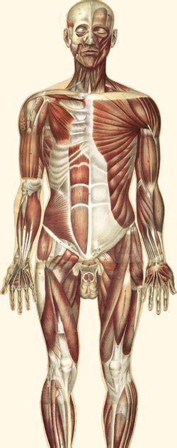 Human Body Parts Tamil And English / Human Endocrine ...