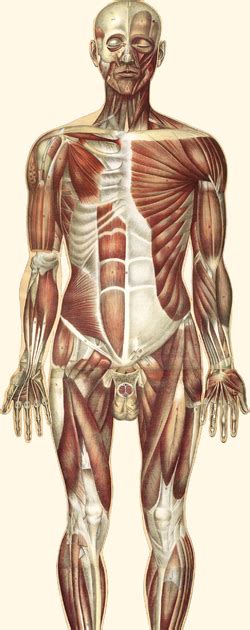 Parts of the body male. Human Body Parts Tamil And English / Human Endocrine ...