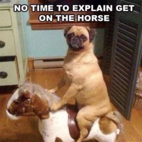 Seinfeld cosmo kramer giddy up! Giddy up! | Funny dog memes, Funny dog pictures, Funny ...
