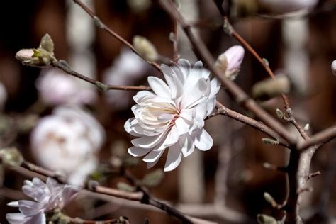 Regarded one of the most ornamental of the flowering cherries, prunus 'kanzan' is a striking deciduous tree with several seasons of interest. 12 Low-Maintenance Flowering Shrubs to Plant in the Fall ...