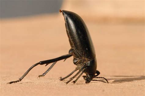 Beetle Pictures