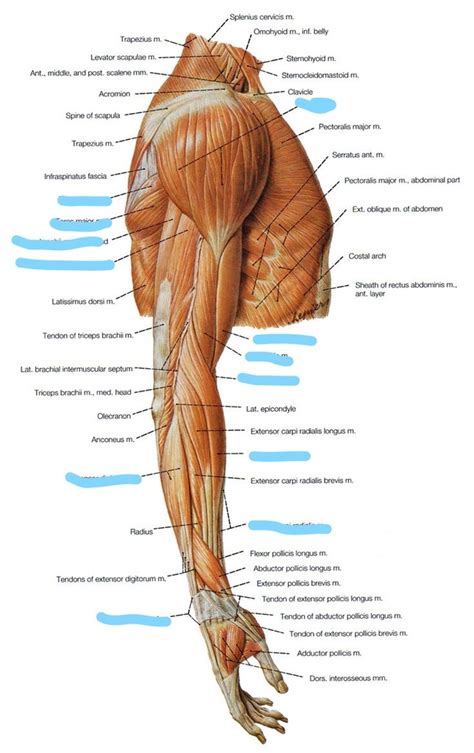 Tutorials and quizzes on muscles that act on the arm/humerus (arm muscles: Arm Muscles Diagram / Learn the muscles of the arm with ...