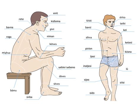 This article looks at female body parts and their functions, and it provides an interactive diagram. Parts Of The Body Drawing at GetDrawings | Free download