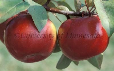 Learning about apple tree pollination is important if you wish to maximise output as excellent pollination will produce an. SnowSweet apple tree for sale from Orange Pippin | Apple ...