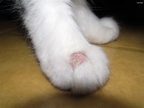 Ringworm is not a worm at all and is not just for cats either. Ringworm | I'm not posting this for fav's, I just wanted ...