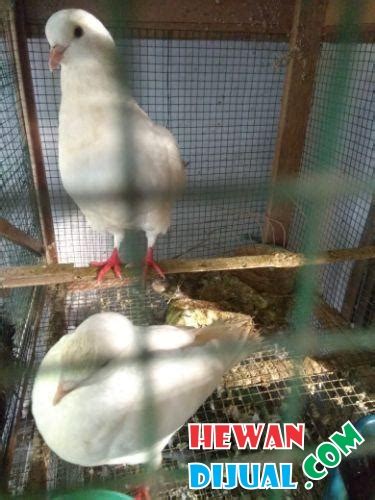 We did not find results for: Dijual Burung Dara Kipas (Merpati Hias) | HewanDijual.com