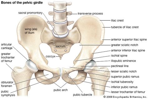 The hip bone articulates with the sacrum, the femur, and its opposite counterpart. pelvic girdle | anatomy | Britannica.com