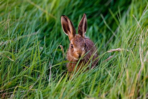 The safest rope for rabbits is made with natural plant fibers. _W9H9764 Leveret twin no. 2 | Animals, Twins