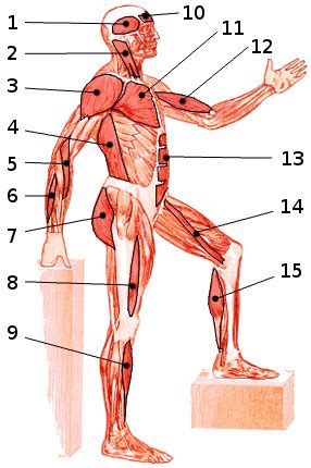 If a stroke occurs on the right side of the figure 2. Free Anatomy Quiz - The muscles of the Whole Body, Locations Quiz 4 - Side view