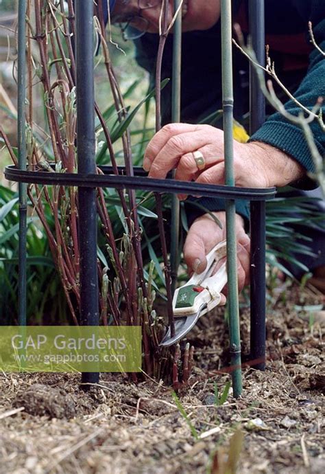Maybe you would like to learn more about one of these? GAP Gardens - Pruning Clematis 'Alionushka'. Prune all ...