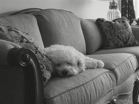 We did not find results for: A sleeping cockapoo - SO CUTE!!! | Sectional couch, Throw ...