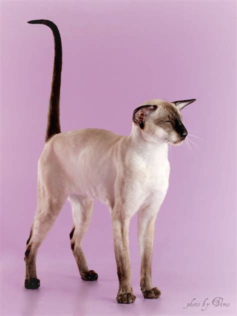 Oriental shorthair is an adorable creature with a very atypical, but exciting appearance. AMIKOSHI*RU: Cattery siamese & oriental cats. SIA & ORI ...