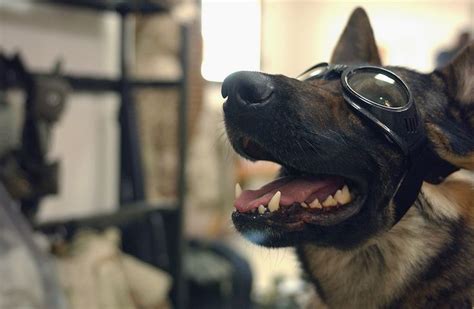 Learn about different dog breeds, including health and care information, from the vets and pet experts at petmd. Miltary working dog..sporting his goggles! | Fallout new ...