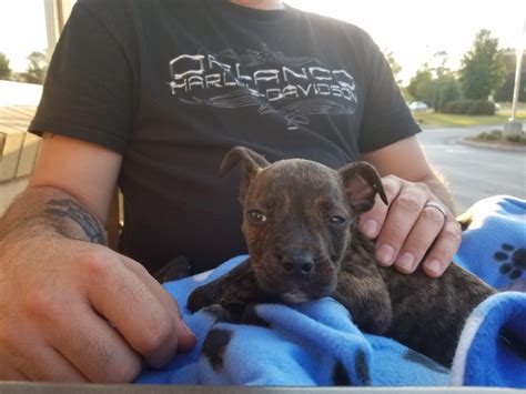 Limit my search to r/pitbulls. A Puppy Was Found With A Missing Paw, And Was Going To Be ...