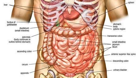 Diagram is present to provide a graphic. Human Anatomy - Abdomen | Healthy Lifestyle