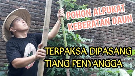 Nanti kita kita lanjutkan dengan posting tentang cara membuat. MERAWAT POHON ALPUKAT - YouTube