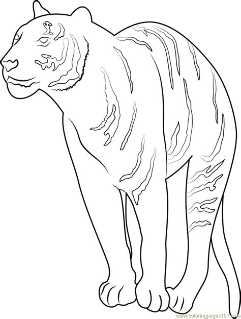 Sure, this guy may be baring his teeth and giving a look of displeasure, but that just makes him more dynamic to color. Wild Tiger Coloring Page - Free Tiger Coloring Pages : ColoringPages101.com