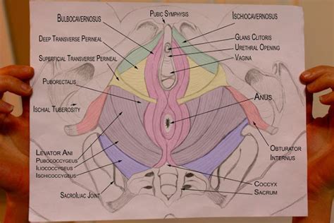 If there is any abnormal movement of lymph cells in this area, it may cause plump in the neck, resulting in change of. Diagram Of Male Groin Area / Groin strain: Symptoms ...